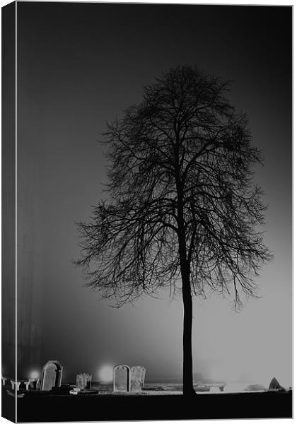 tree silhouette Canvas Print by Northeast Images