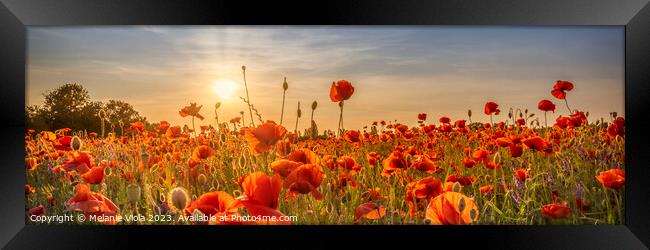 Poppy idyll in sunset | Panoramic Framed Print by Melanie Viola