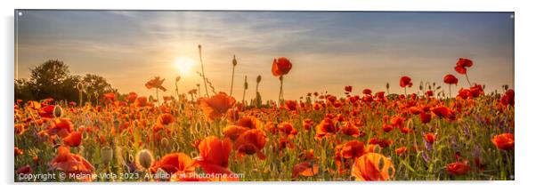 Poppy idyll in sunset | Panoramic Acrylic by Melanie Viola
