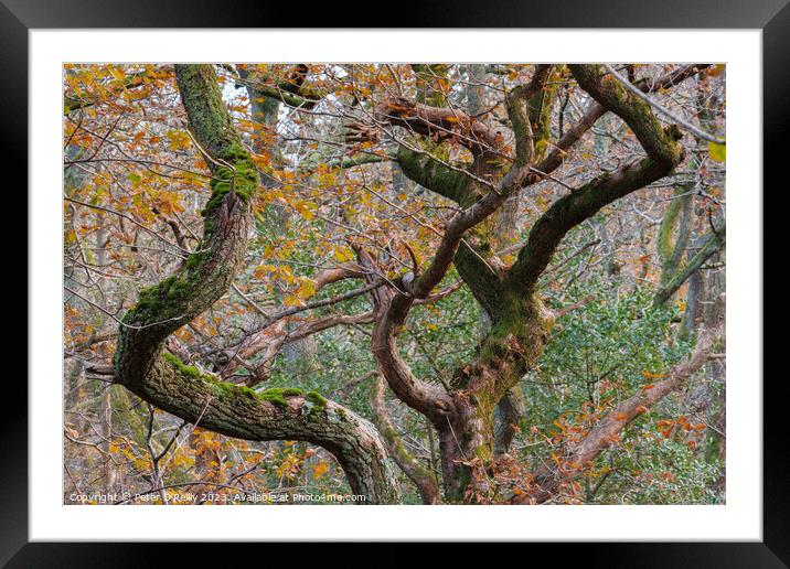 Oak Dance 1 Framed Mounted Print by Peter O'Reilly
