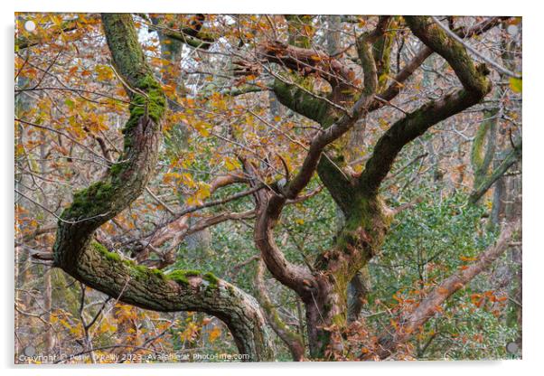 Oak Dance 1 Acrylic by Peter O'Reilly