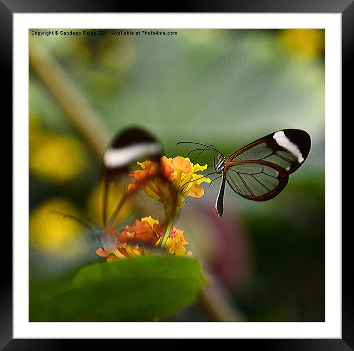 Through the 'Wing'-dow Framed Mounted Print by Sandeep Rajan