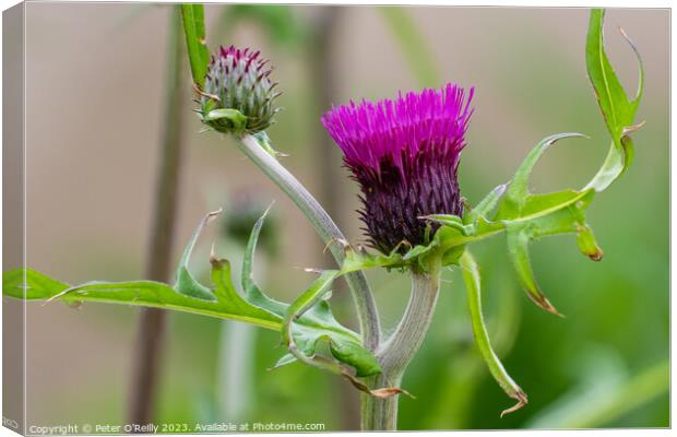 Brook thistle Canvas Print by Peter O'Reilly