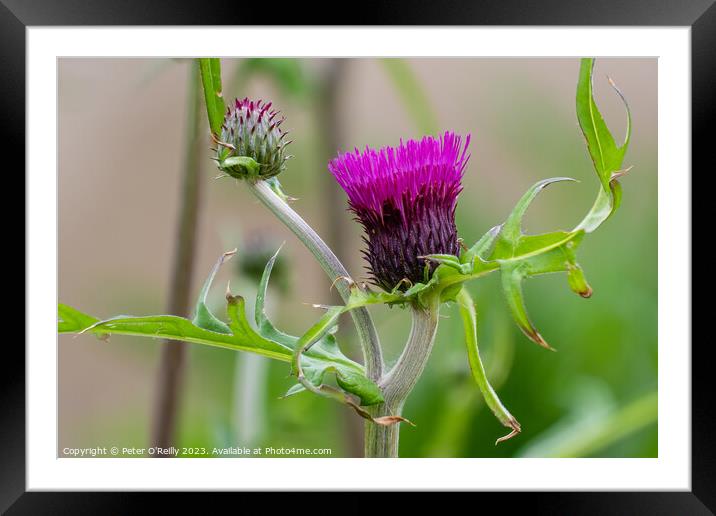 Brook thistle Framed Mounted Print by Peter O'Reilly