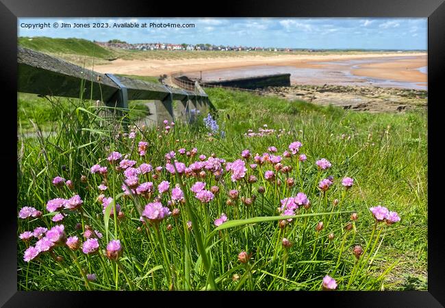 Wild Sea Thrift on the path to the beach Framed Print by Jim Jones