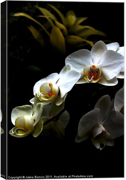 White orchid on dark background Canvas Print by Jasna Buncic