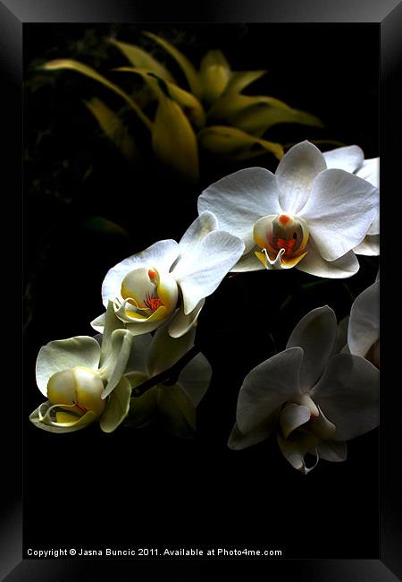White orchid on dark background Framed Print by Jasna Buncic