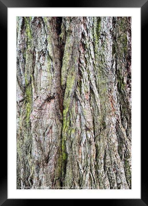 Ancient Tree Trunk Abstract Framed Mounted Print by David Pyatt
