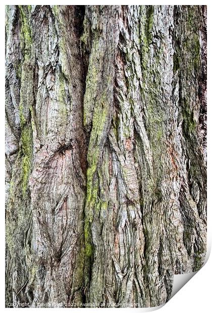 Ancient Tree Trunk Abstract Print by David Pyatt