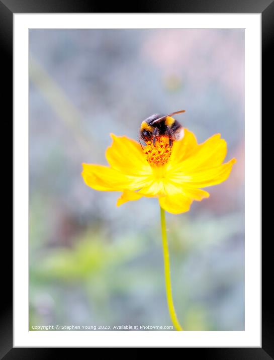 Bee on Flower Framed Mounted Print by Stephen Young