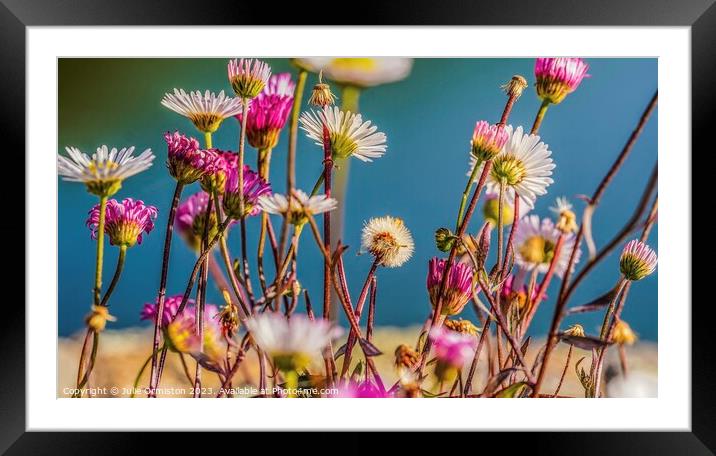Wild Daisy & Freinds Framed Mounted Print by Julie Ormiston