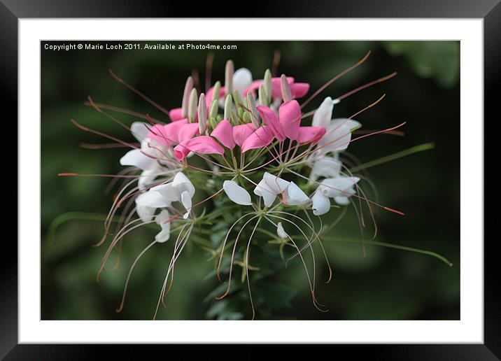 Nature's Bouquet Framed Mounted Print by Marie Loch