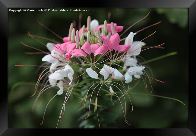 Nature's Bouquet Framed Print by Marie Loch