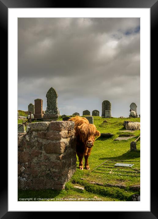 The grave case of the highland coo Framed Mounted Print by Clive Ingram