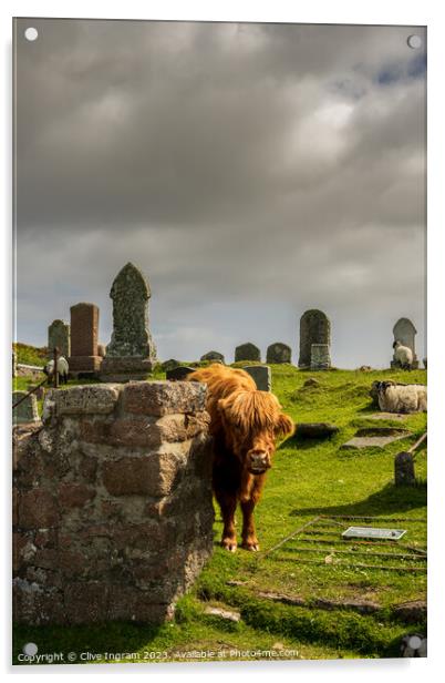 The grave case of the highland coo Acrylic by Clive Ingram