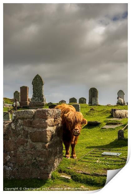 The grave case of the highland coo Print by Clive Ingram