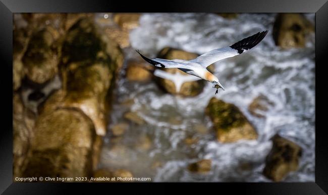 Grace in Motion Framed Print by Clive Ingram