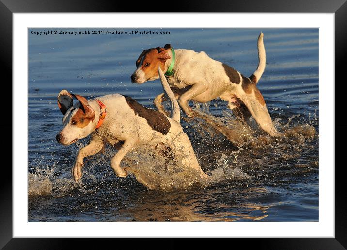 Hounds in the Water Framed Mounted Print by Zachary Babb