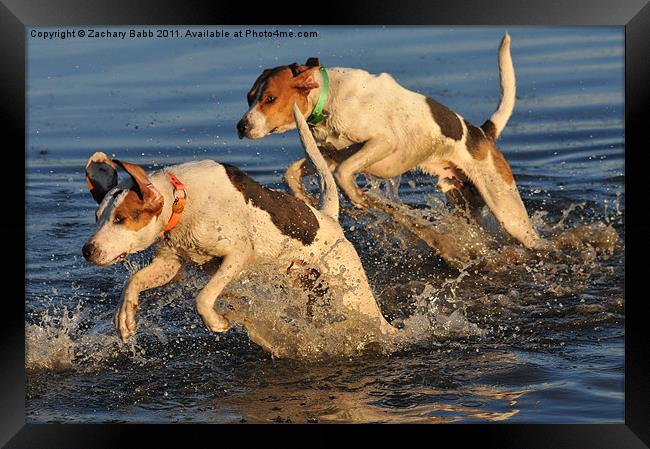 Hounds in the Water Framed Print by Zachary Babb