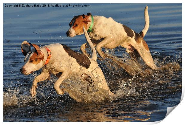 Hounds in the Water Print by Zachary Babb