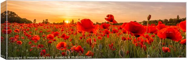 Setting sun in field of poppies | Panoramic Canvas Print by Melanie Viola