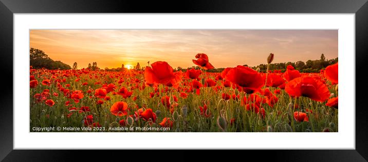 Setting sun in field of poppies | Panoramic Framed Mounted Print by Melanie Viola