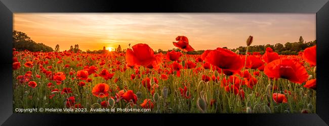 Setting sun in field of poppies | Panoramic Framed Print by Melanie Viola
