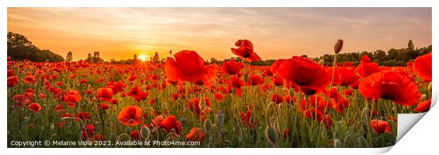 Setting sun in field of poppies | Panoramic Print by Melanie Viola