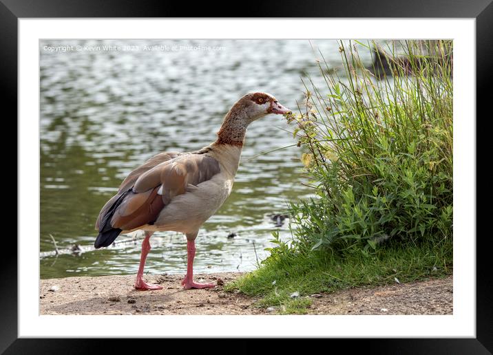 Adult Egyptian goose has found some interesting vegetation Framed Mounted Print by Kevin White