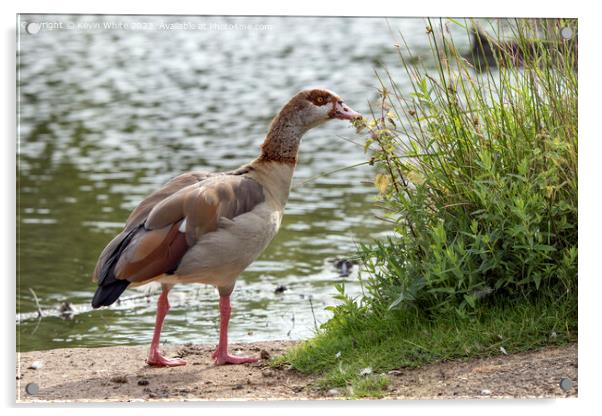Adult Egyptian goose has found some interesting vegetation Acrylic by Kevin White