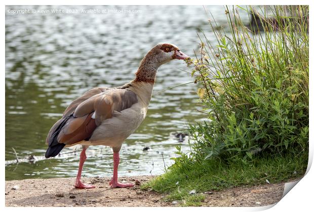 Adult Egyptian goose has found some interesting vegetation Print by Kevin White