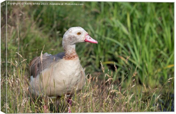 Juvenile Egyptian goose in the long grass Canvas Print by Kevin White