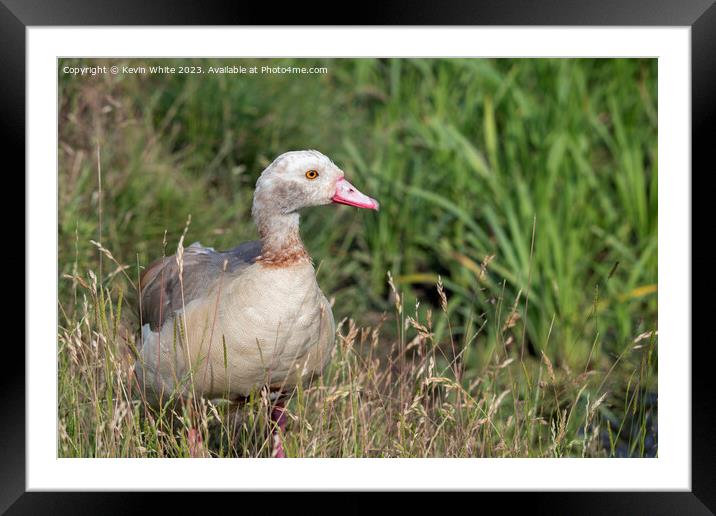 Juvenile Egyptian goose in the long grass Framed Mounted Print by Kevin White