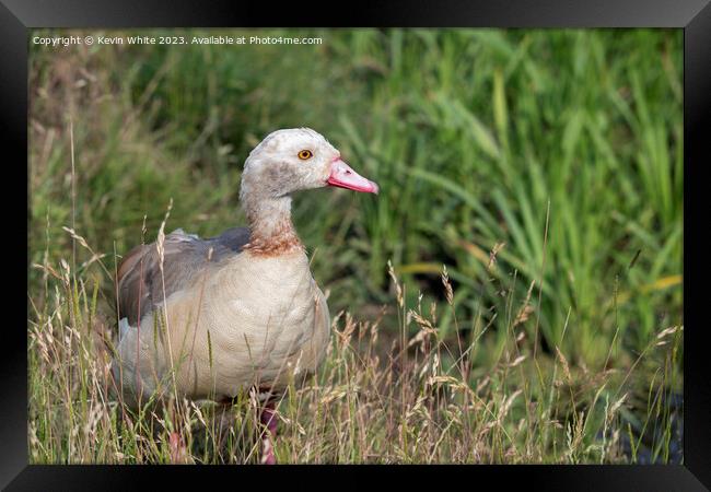 Juvenile Egyptian goose in the long grass Framed Print by Kevin White
