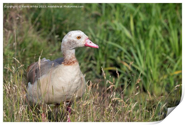 Juvenile Egyptian goose in the long grass Print by Kevin White
