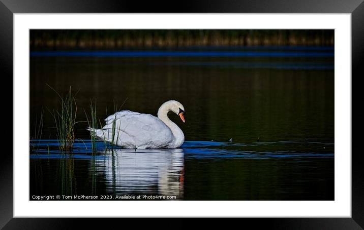 Mute Swan Blairs Loch Framed Mounted Print by Tom McPherson