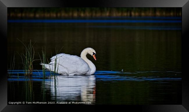 Mute Swan Blairs Loch Framed Print by Tom McPherson