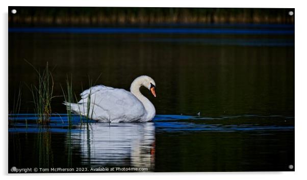 Mute Swan Blairs Loch Acrylic by Tom McPherson