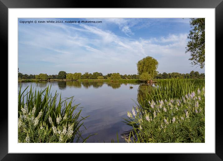 Bushy Park Heron pond in mid summer Framed Mounted Print by Kevin White