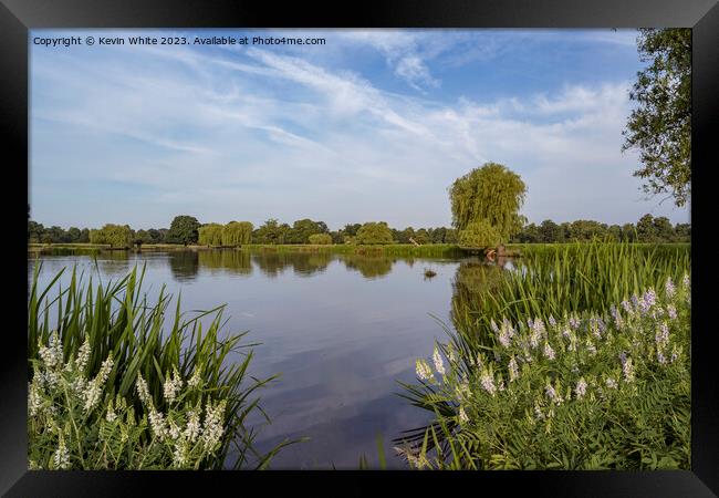Bushy Park Heron pond in mid summer Framed Print by Kevin White