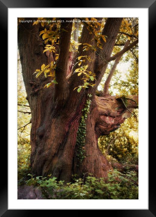 Forest Magic Framed Mounted Print by Christine Lake