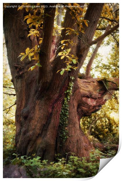 Forest Magic Print by Christine Lake