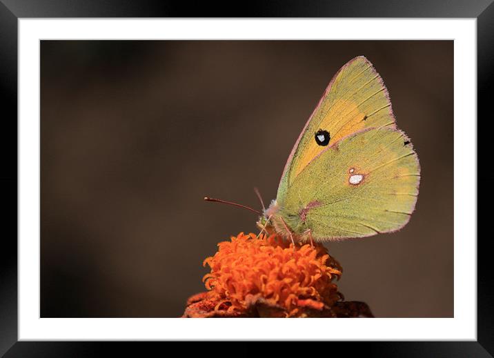 clouded yellow butterfly Framed Mounted Print by anurag gupta
