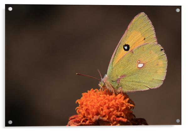 clouded yellow butterfly Acrylic by anurag gupta