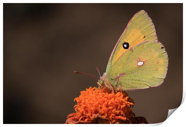 clouded yellow butterfly Print by anurag gupta
