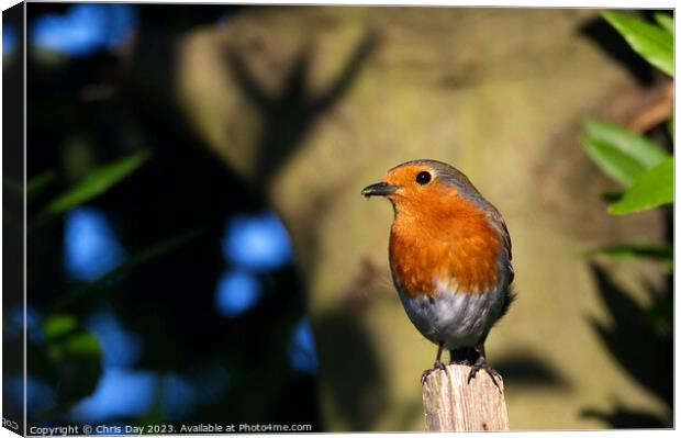 Robin Canvas Print by Chris Day