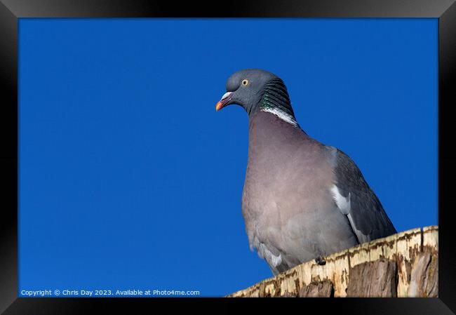 Woodpigeon Framed Print by Chris Day