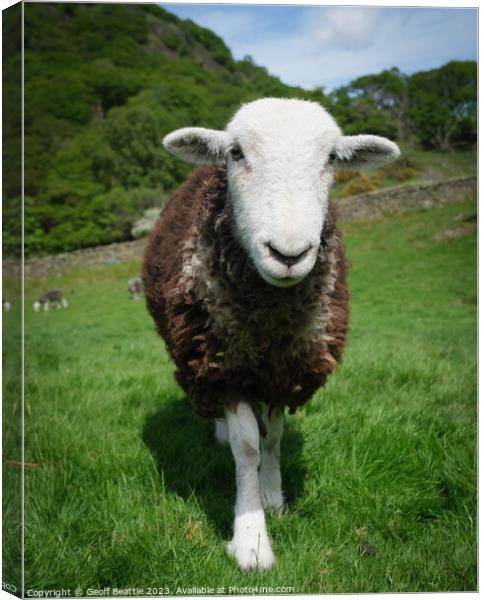 A herdwick sheep standing on top of a lush green field  Canvas Print by Geoff Beattie
