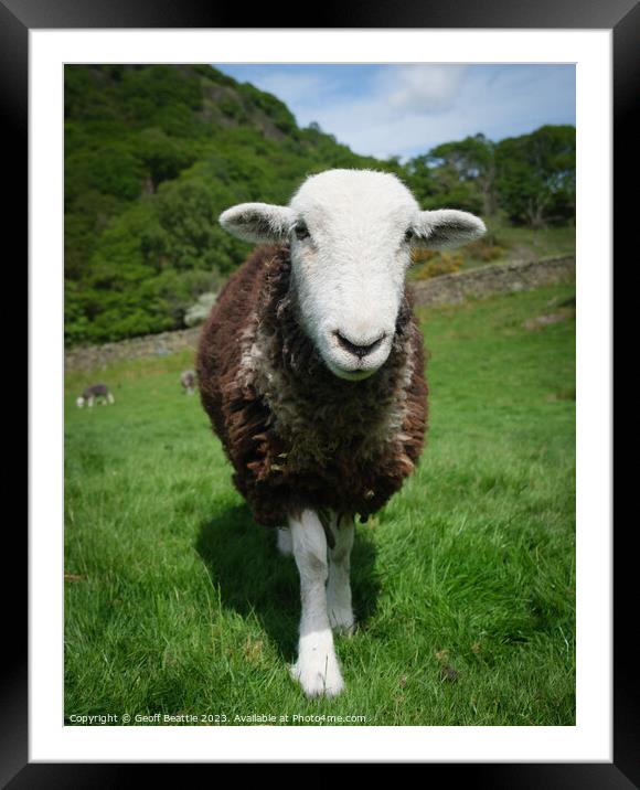 A herdwick sheep standing on top of a lush green field  Framed Mounted Print by Geoff Beattie
