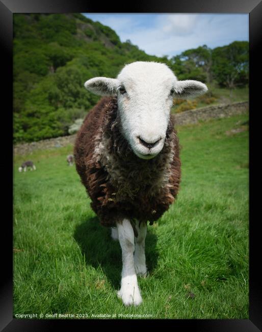A herdwick sheep standing on top of a lush green field  Framed Print by Geoff Beattie
